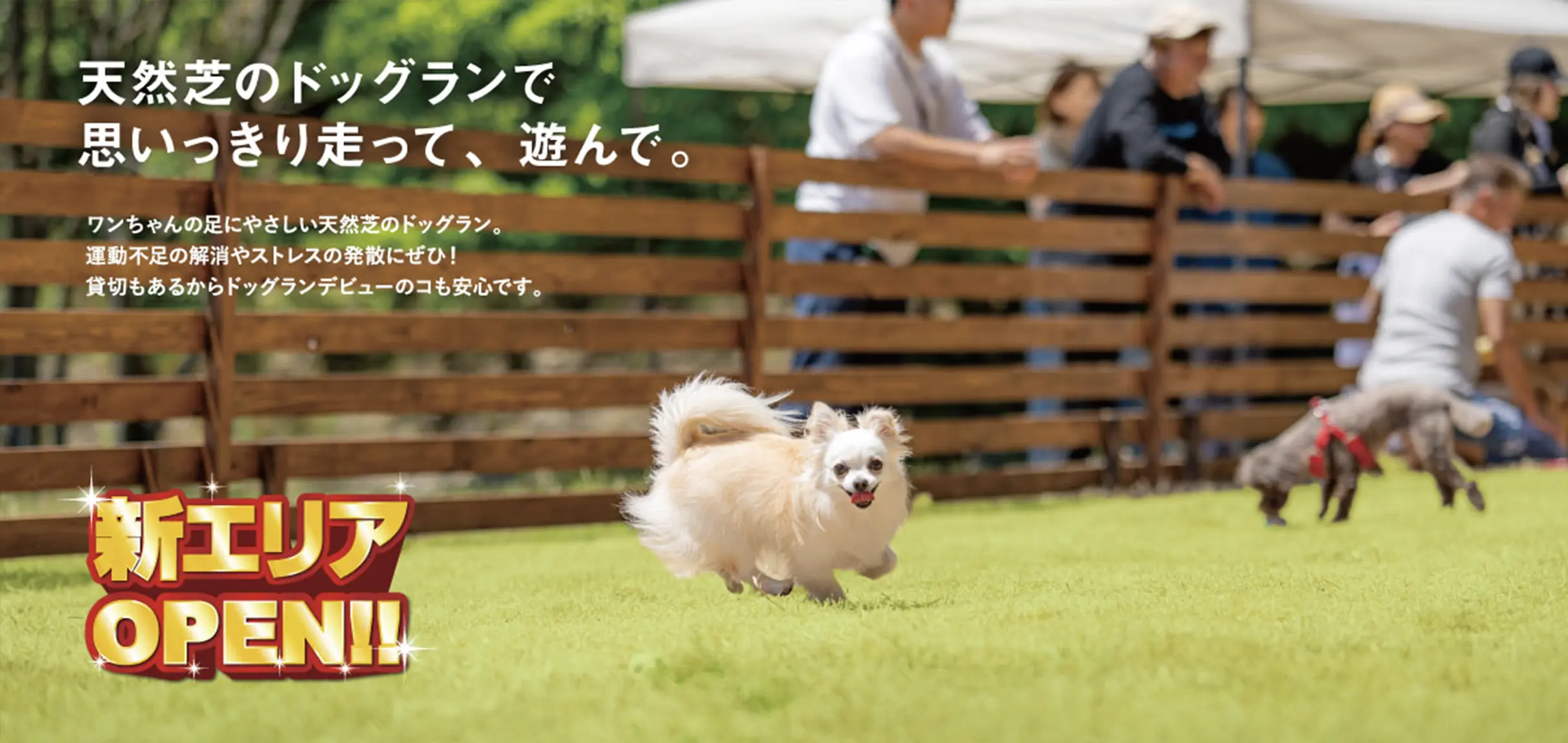 天然芝のドッグランで思いっきり走って、遊んで。